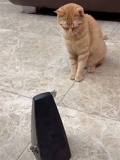 Funny Cats Getting Spooked Repeatedly