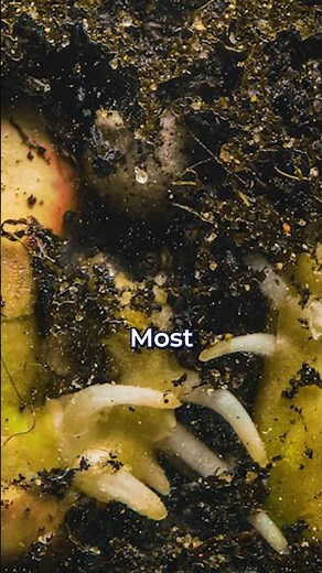 Is Bermuda Grass Really That Bad?