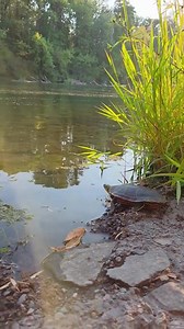 In early July, Western Painted Turtle #25-1049 was found off a highway in Corvallis with a cracked shell, most likely after being hit by a car. Fortunately, the turtle was brought to CWC quickly, and after surgery to repair the shell, and two months of recovery, this Western Painted Turtle was released, shell intact! Chintimini Wildlife is the only rehabilitation center within a 100 mile radius that accepts reptiles and amphibians for rehabilitation--without CWC, this turtle might not have had a