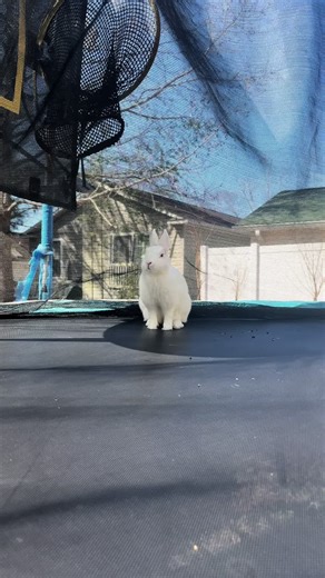 Bunny Videos That Will Melt Your Heart