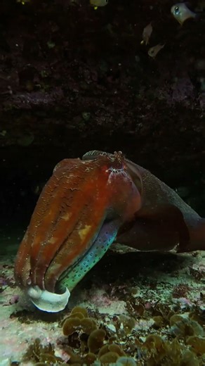 This is why cuttlefish never sink or float away 🤿🫧 #coogeebeach