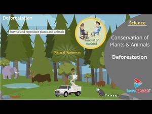 Deforestation Video Lecture - Class 8