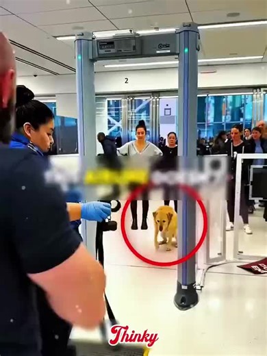 The Most Polite Dog Traveling on a Plane