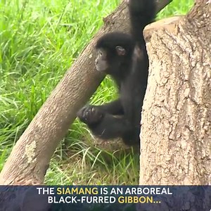 145K views · 702 reactions | TOO CUTE! Pittsburgh Zoo & PPG Aquarium...