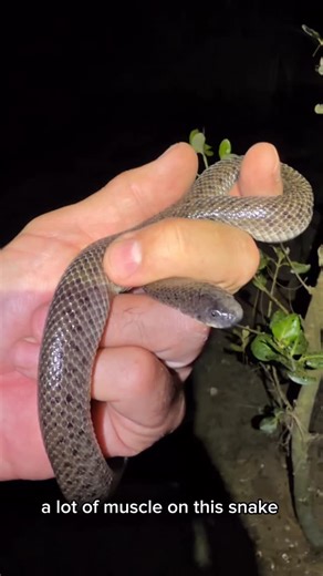 Rob Alleva | These snakes dismember crabs 🦀 to eat them! Snakes in the genera Fordonia, Cantoria, Gerarda, and Opisthotropis eat and sometimes dismember... | Instagram