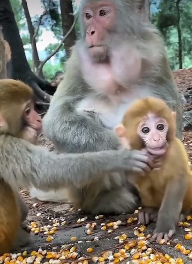 Social Grooming Behavior Among Monkeys in Nature