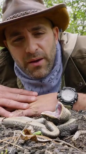 Don’t worry! This hognose snake is just playing dead! #reptile #didyouknow #snakes #coyotepeterson | Coyote Peterson