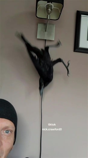 Nick Crawford on TikTok