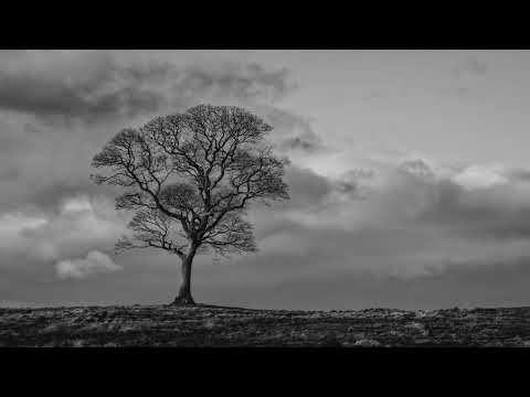 Lyme Tree _ Deep Ambient Music to Slow Down