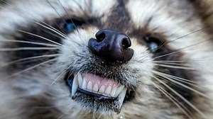 Zombie raccoons reported in Riverside, a 'persistent problem' across Cook County, officials say