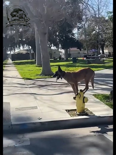 Animals being funny, clumsy, and adorable all in one video 🐾🤣 | Fish & Funnies