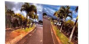 261 complaints from a single person trigger crackdown on ‘unauthorized trees’