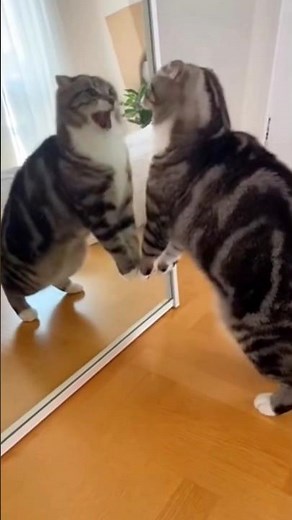 funny Cat Talking to Itself in the Mirror