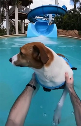 Pup goes down the slide! #reelsviralシ #reelsfypシ #reelsvideo #reelsfacebook | Choco The Lab