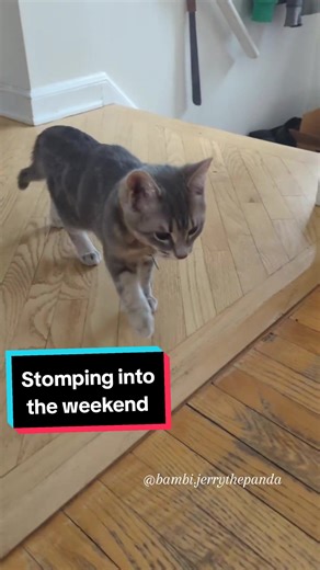 Bambi stomping and sliding into the weekend like... . . . . . . . . . . . #kitten #bambi #kittensofinstagram #fosterfail #rescuekitten #bambistomps #stompies #slides #chcat #wobblycat #weekendvibes