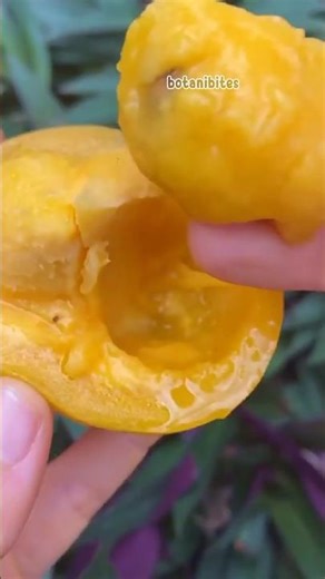 The Mysterious Fruit That Could Change America