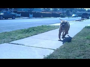 Scary pitbull attack american bully attack