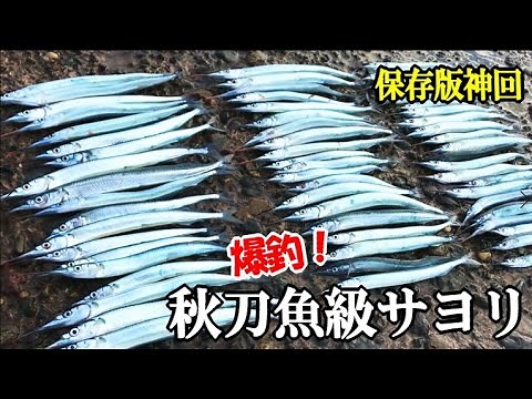 サンマ級のサヨリ爆釣！足下の大型サヨリを最強の手延べ竿1本針で100匹釣り上げる!?食いだすと止まらないサヨリが簡単に大漁連発！【後編】