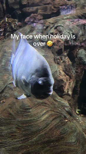 #lmao #atlanticspadefish #holidays #mood