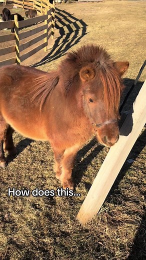 It honestly blows my mind how the mini horses can go from adorable Wookie to fancy showhorse! The amount of fur these guys get is crazy!! #minihorse #showhorse #minishow #miniaturehorsesoftiktok #lifeasahorsebreeder #horsebreeders #horseshow