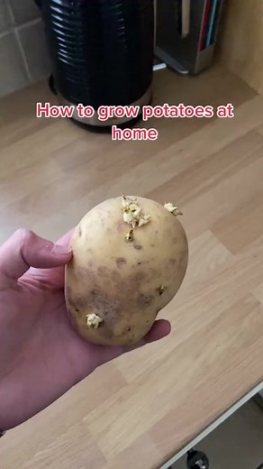 232_Howto grow potatoes easily at home in small containers. #planttips #plants #eco #foryou #reelsfb #viral #garden #lifehacks #diy | TheGarden