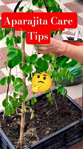 Care Tips For Beautiful Aparajita 🤔🌿 #plants #gardeningtips #flowers