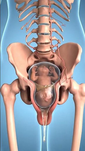 Normal Baby delivery process insideview#process #human #anatomy#foryoupage #delivery