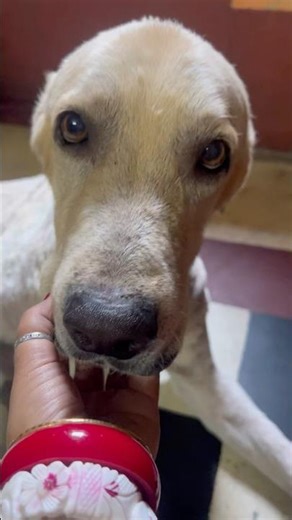 My weakness #trending #labrador #viral #ytshorts