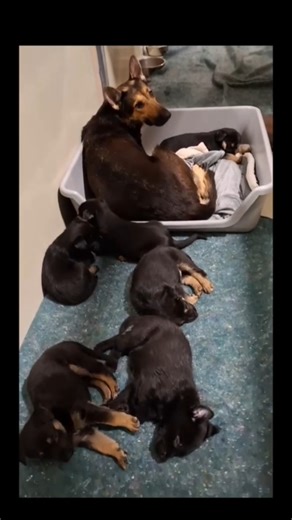 3.1K views · 94 reactions | HIGH PRIORITY! Flaca & Her Puppies!...