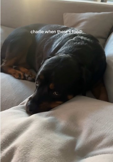 charlietherottie on TikTok