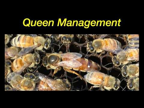 Queen Bee Management