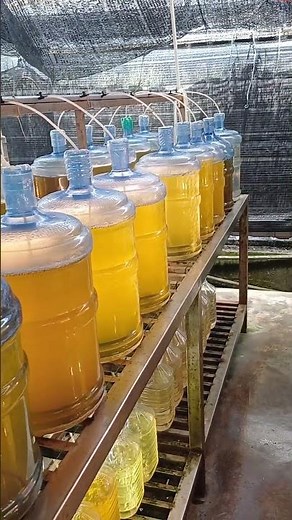 Production de microalgues pour nourrir les huitres