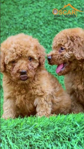 Poodle Puppy 🐶 | Smart, Elegant & Perfect Companion