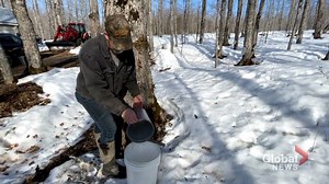 Mild weather lends to darker maple syrup production and possible shortage of some products