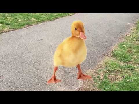 The Duck Song (Live Action)
