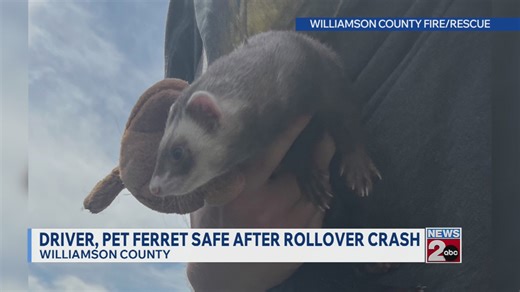 Driver, pet ferret safe after rollover crash in Williamson County