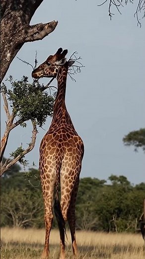Giraffe Eating Leaves Peaceful Wildlife Moment #wildlife