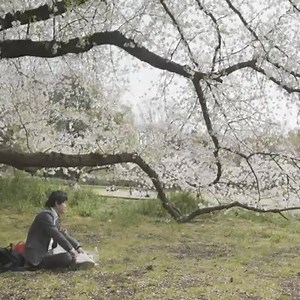 3.6K views · 113 reactions | WATCH: Cherry blossom trees are in full bloom in Tokyo, Japan. | NBC News World | Facebook