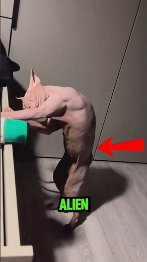 Why Is This Cat Bald?! Sphynx Explained 😳 #SphynxCat #HairlessCat #CatFacts