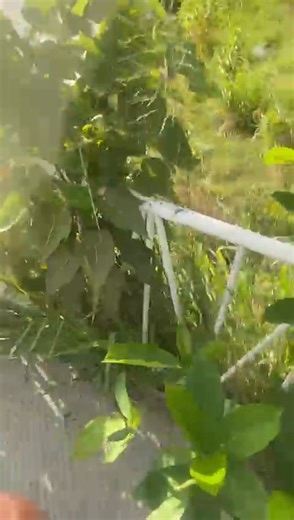 19K views · 82 reactions | SXM got Amphibious CARS ‍♂️ | Beyond Mê | Facebook