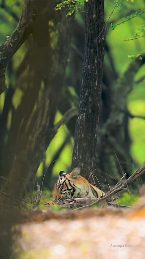 33K views · 2.8K reactions | Play between two young tigers is...
