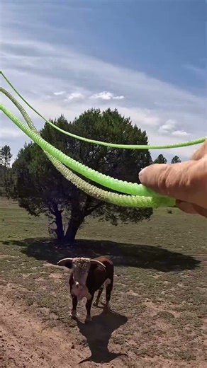 Roping BIG Bulls #cowboy #bulls #horse #fypシ #fypシ゚viral #fyp