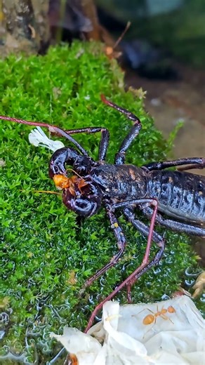 Meet the Whip Scorpion - Nature's Alien Bug