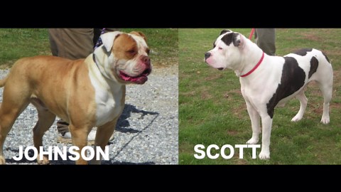 THE AMERICAN BULLDOG - A DOG LOVERS INTRODUCTION