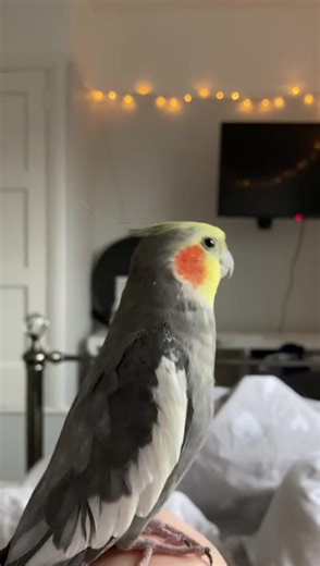 Kiki the Cockatiel's Mischievous Antics Revealed