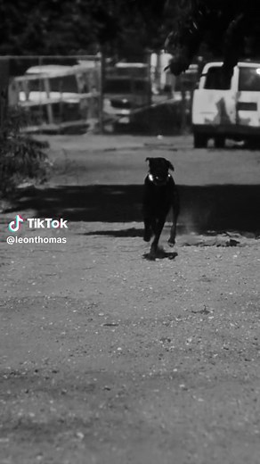 MUTT: New Single by Leon Thomas Now Available