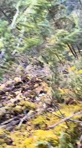 [7554076733201239303] #rock #trendingvideo #fyp | The Rock guy