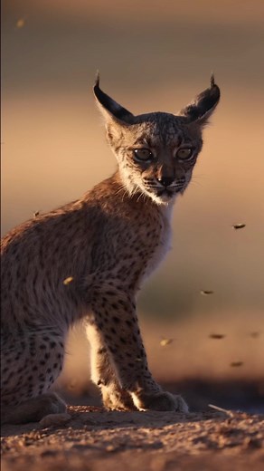 Rare Sighting: Iberian Lynx with Cubs! 🐾