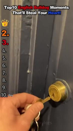 Cute and Funny Dog Compilation That Will Make You Laugh