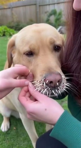 Unbelievable! Hedgehog’s Needles Stuck Deep in Dog’s Face — Watch the Rescue!#dog #needles